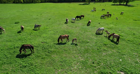 Horses on a Green Meadow