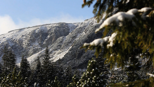 Forest Under the Mountains