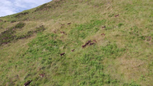 Wild Soay Sheep Grazing on the Side of a Grassy Mountain alt