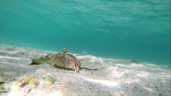 Tropical Crab in its Natural Habitat Under the Sea in the Caribbean