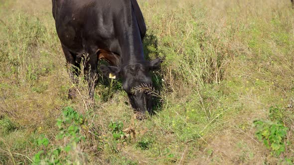 Close Up Little Calf Eats Grass Grazes in a Meadow on Farm Summer Warm Day alt