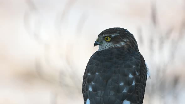 Sparrowhawk Accipiter nisus, Bird sits on its back