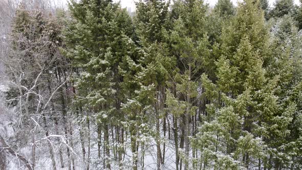 Evergreen pine tree branches, winter aerial view