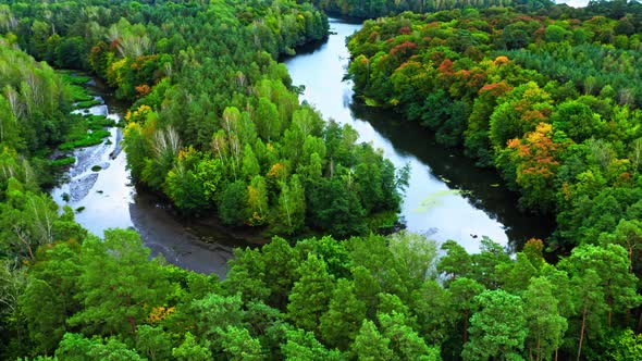 Forest and curvy river. Aerial view of wildlife in Poland. alt