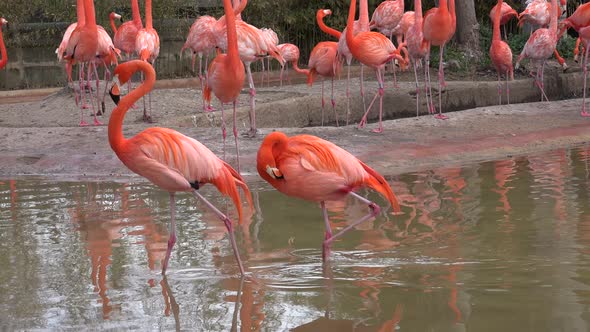 Pink Flamingo Family 02