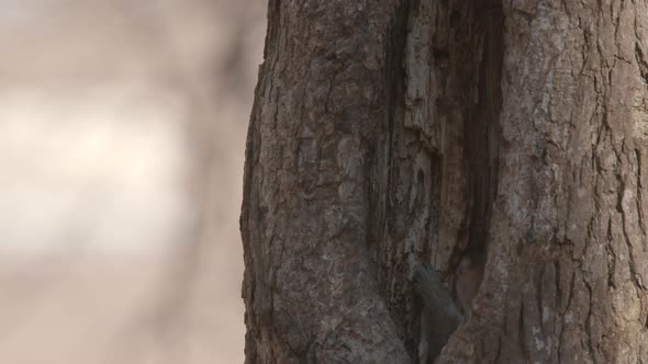 a gray squirrel in the woods alt