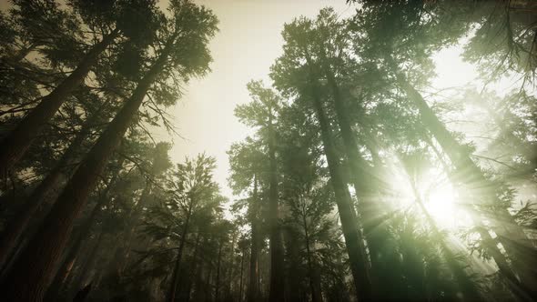 Redwood Forest Foggy Sunset Scenery alt