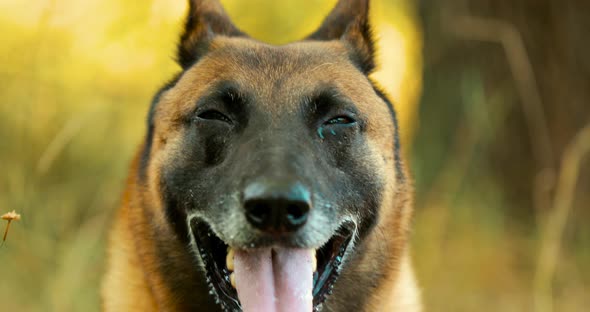 Handheld Shooting Handheld Shot alt