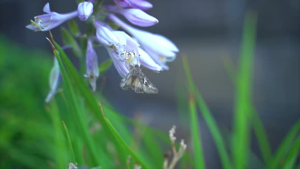 Small Moth hovering to pollinate flower alt