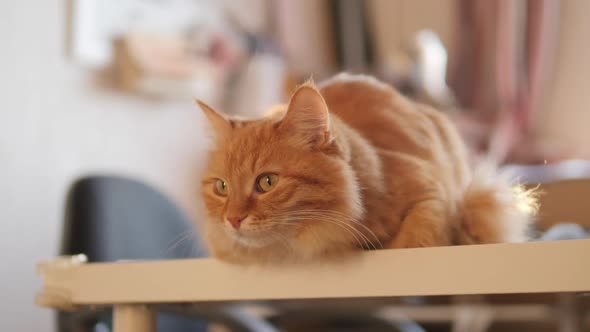 Curious Ginger Cat Sits on Table. Fluffy Pet Looks Attentively. Furry Domestic Animal at Cozy Home. alt