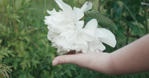 Woman Strokes White Flowers of a Peony Growing in a Field alt