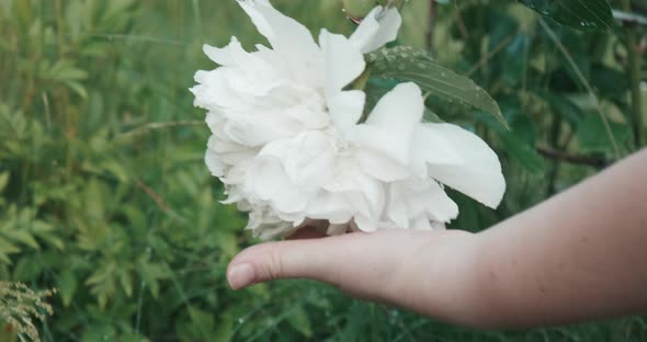 Woman Strokes White Flowers of a Peony Growing in a Field