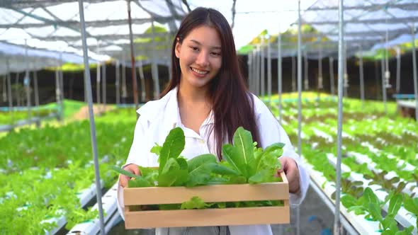 Asian scientist woman holding wooden box with vegetable organic salad from hydroponics alt