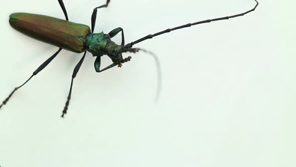 Long-horned Beetle  on a White Background