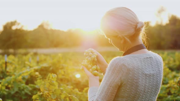 A Woman Farmer Stands in a Vineyard Holding a Bunch of Grapes alt