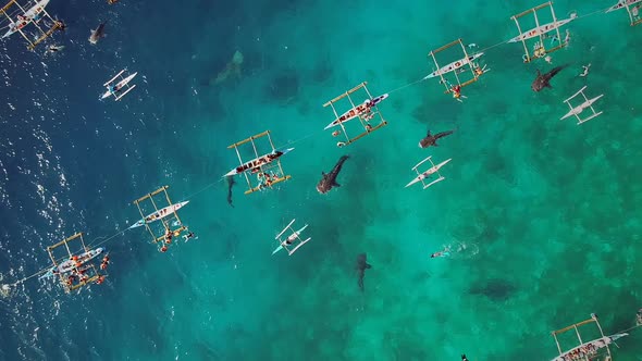 Aerial view of tourists swimming with whale sharks, Oslob, Philippines. alt