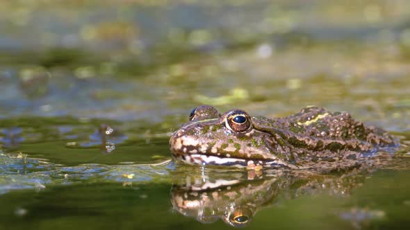 Green Frog in the River. Close-Up. Portrait Face of Toad in Water with Water Plants alt