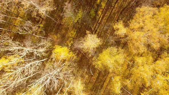 Autumn Forest Nature Background