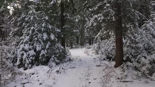 Forest Winter Snow