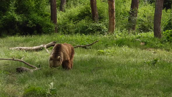 Real Wild Bear In Natural Habitat Among The Trees In The Forest alt