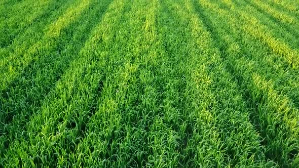 Green Wheat Field alt