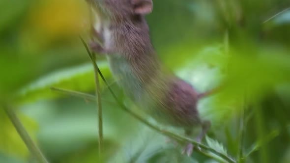 Baby striped field mouse on a stalk of grass