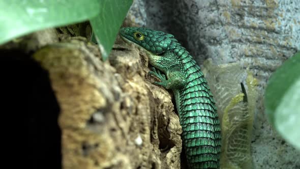 Lizard shedding its skin as it rubs itself to pull it off alt