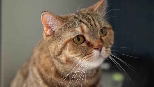 Red Scottish Tabby Cat Licks Her Lips and Shows Her Tongue