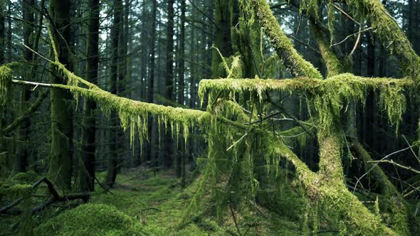 Panning Across a Spooky Forest