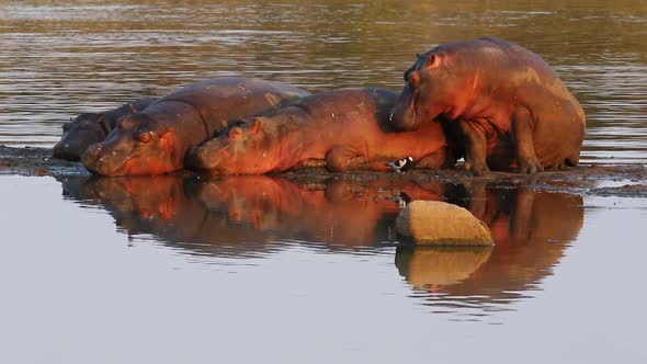 A hippo part of a small pod, sits and opens his mouth, shaking his head alt