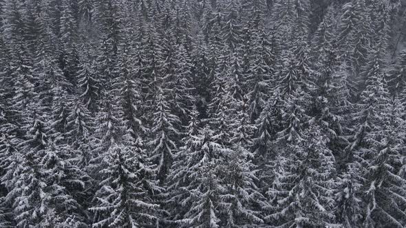 Winter Forest Snow Carpathian Pine Trees Landscape Aerial  Drone Video