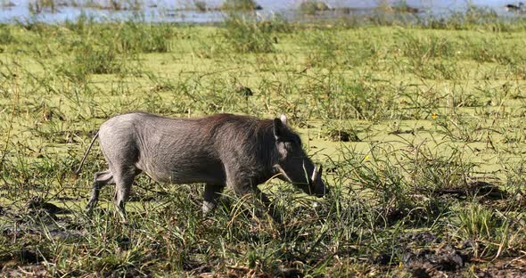 Warthog in Moremi, Botswana Africa safari wildlife alt