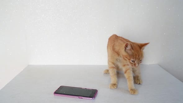 Red Cat Plays on Phone with Computer Game Mouse