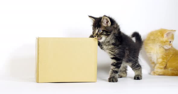 Brown Blotched Tabby and Cream Blotched Tabby Maine Coon Domestic Cat, Kitten playing in a Box alt