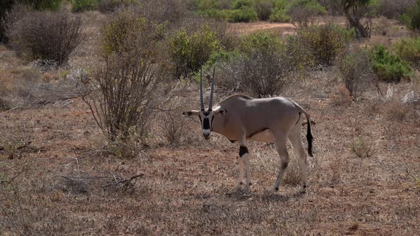 Gemsbok oryx gazella in a national park in Kenya alt