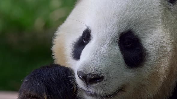 Panda Biting and Chewing a Bamboo Stick. , FHD alt