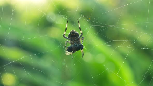 Spiders that capture prey.