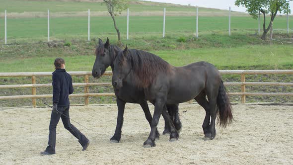 Black horses in training alt