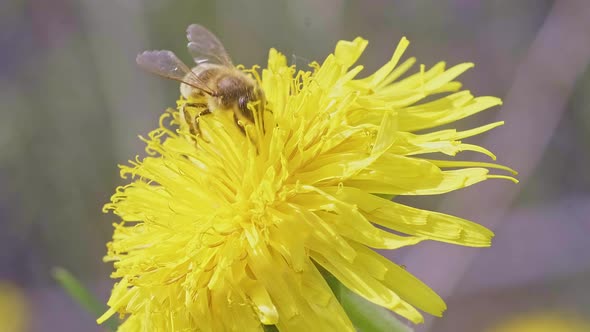 Macro Footage of a Beautiful Yellow Dandelions Flower with a Bee