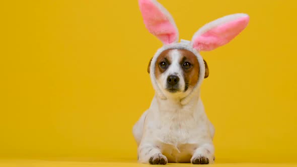 Funny dog wears Easter ears of a rabbit