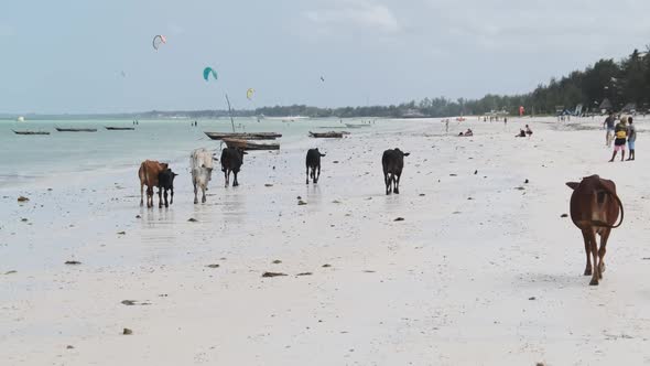Herd of African Humpback Cows Walks on Sandy Tropical Beach By Ocean Zanzibar alt