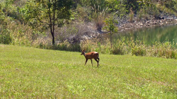 Young Barking Deer or Muntiacus Muntjak in Nature Walking on Green Field alt