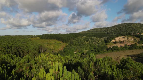 Forests In Climate Crisis alt