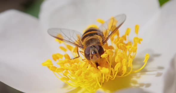 Hoverflies Flower Flies or Syrphid Flies Insect Family Syrphidae alt