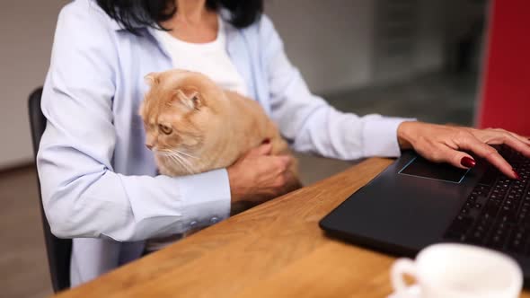 Senior woman is working on a notebook, laptop and holding cat alt