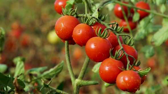 Branch of Red Ripe Berries of Cherry Tomatoes on a Bush Growing on a Bed of a Farm Field alt