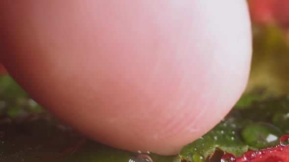 Person Touches Leaf and Red Petal with Small Water Drops alt
