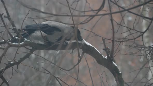 Gothic Black Raven Bird Bare Leafless Branch Dark Crow on Tree in Winter Dusk
