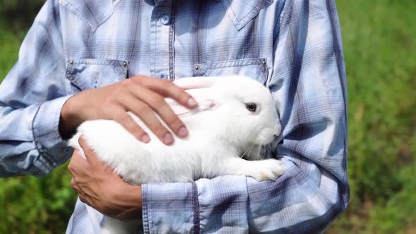 Young Boy Caucasian Ethnicity in a Blue Checkered Shirt Holds Cute Fluffy Domestic White Rabbit His alt
