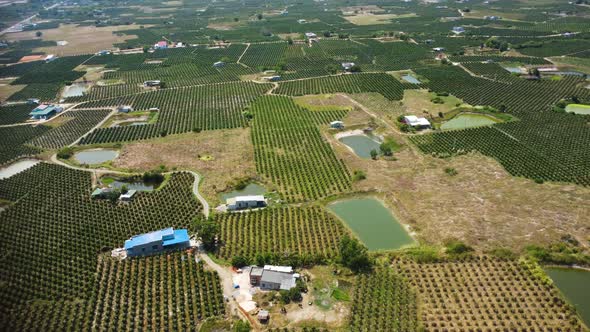 An aerial view of dragon fruit plantations in Vietnam alt